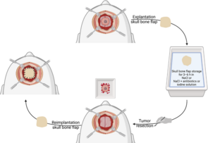 Tummorimmunologie